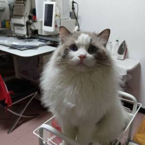 叶之绣电脑刺绣绣花工作室